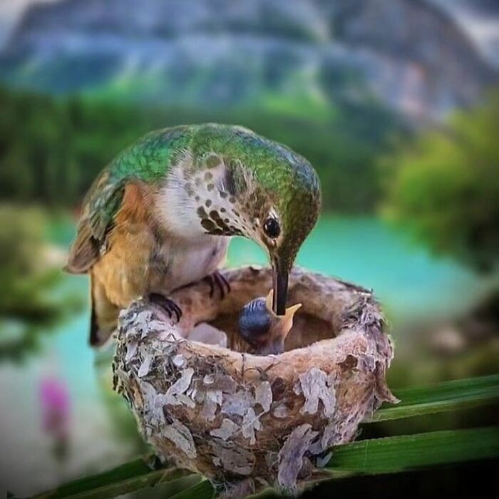 The Best Of Nature: 40 Stunning Animal Images Shared By This Page