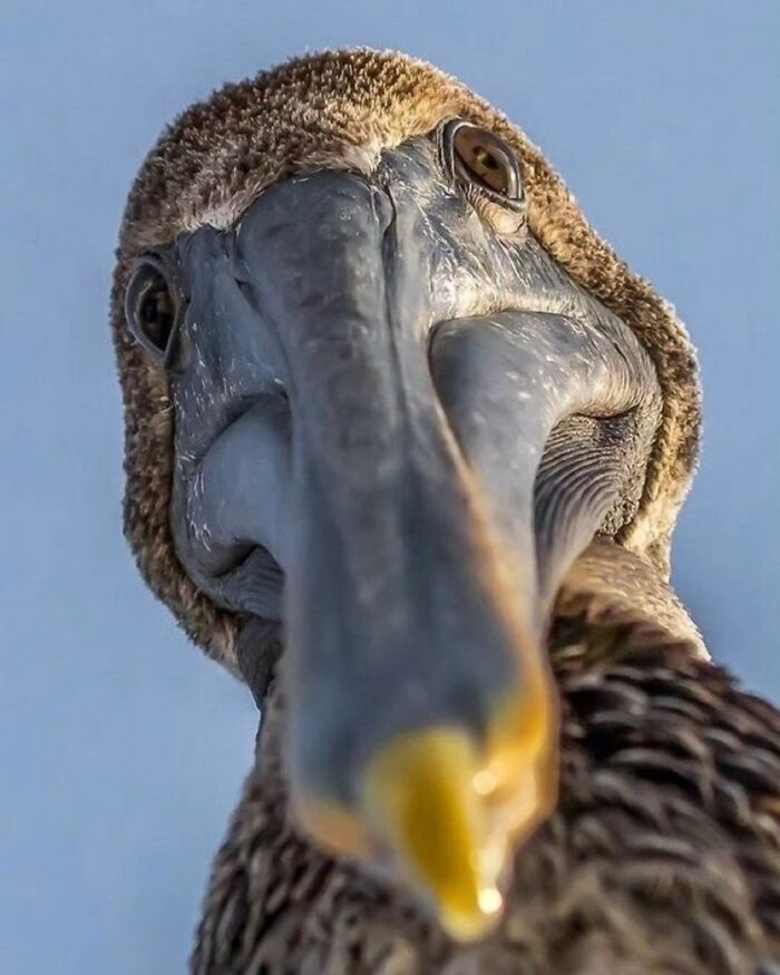 The Best Of Nature: 40 Stunning Animal Images Shared By This Page