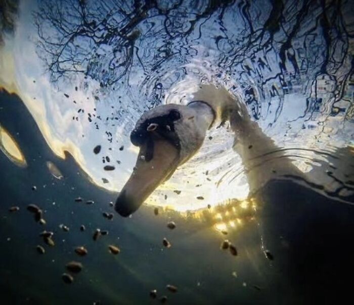 The Best Of Nature: 40 Stunning Animal Images Shared By This Page