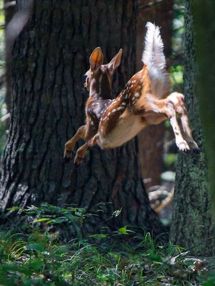 The Best Of Nature: 40 Stunning Animal Images Shared By This Page