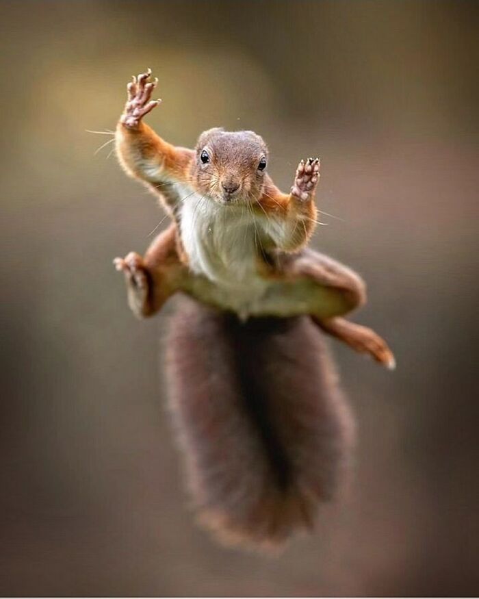 The Best Of Nature: 40 Stunning Animal Images Shared By This Page