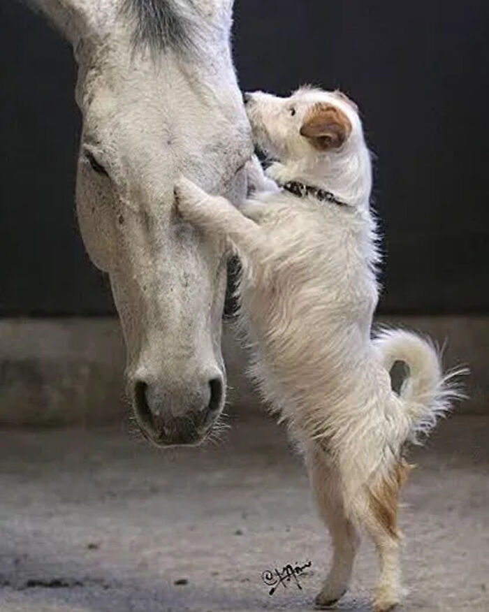 The Best Of Nature: 40 Stunning Animal Images Shared By This Page