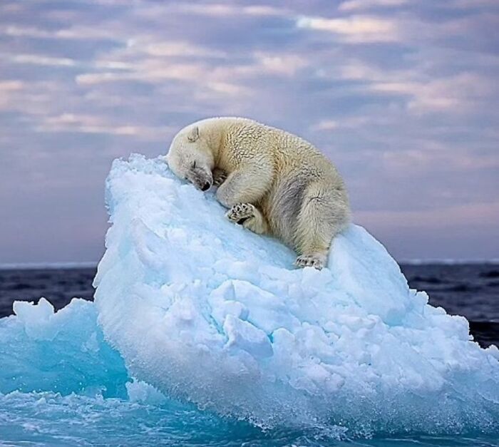 The Best Of Nature: 40 Stunning Animal Images Shared By This Page