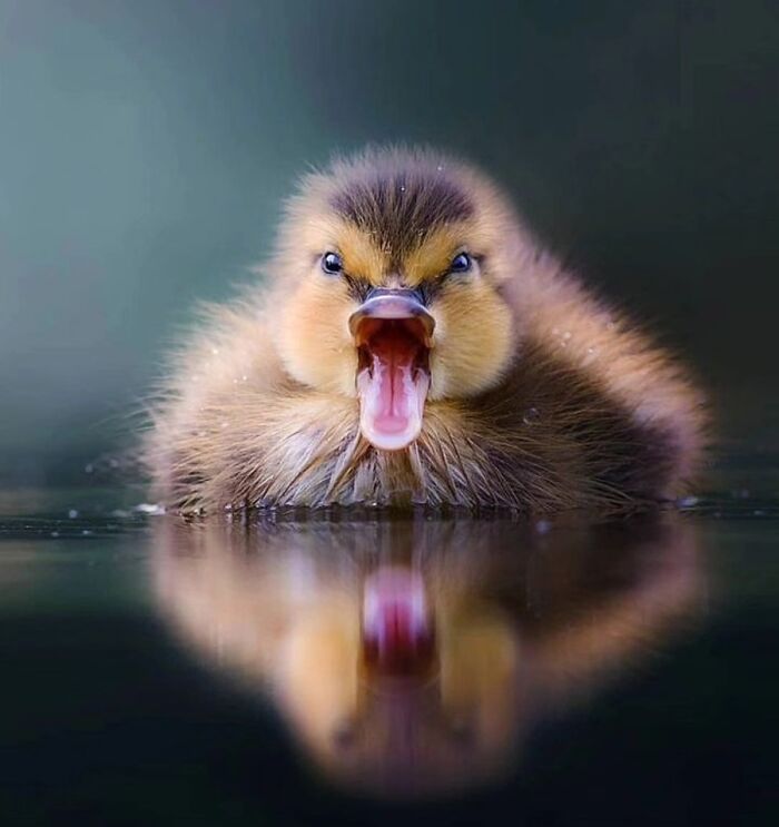 The Best Of Nature: 40 Stunning Animal Images Shared By This Page