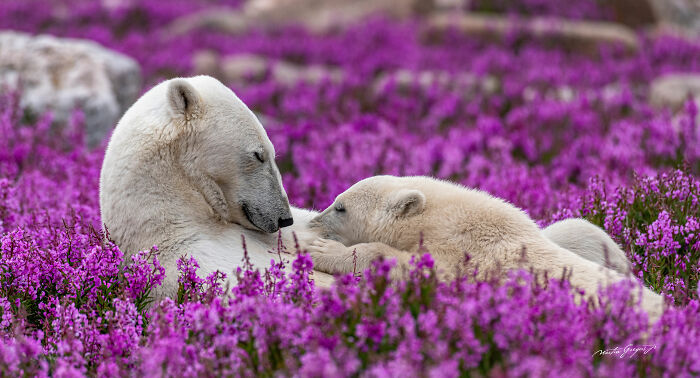 25 Breathtaking Wildlife Moments Captured By This Photographer