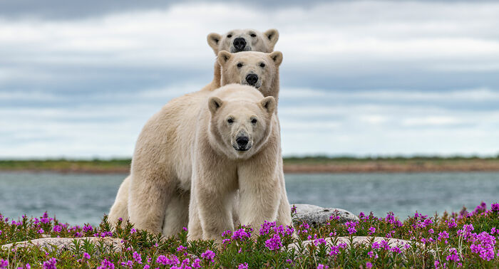 25 Breathtaking Wildlife Moments Captured By This Photographer