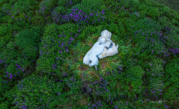 25 Breathtaking Wildlife Moments Captured By This Photographer