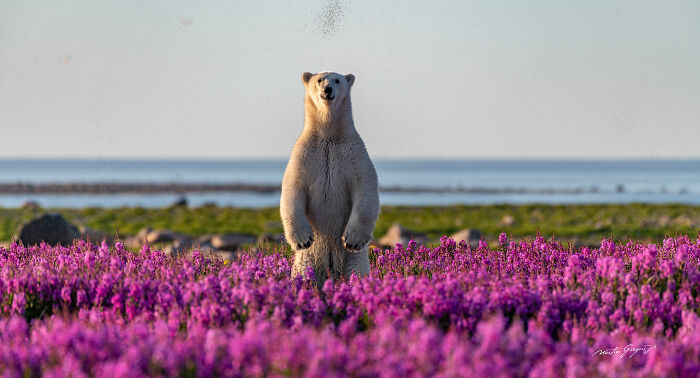 25 Breathtaking Wildlife Moments Captured By This Photographer