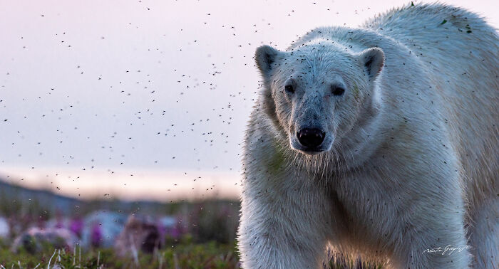 25 Breathtaking Wildlife Moments Captured By This Photographer