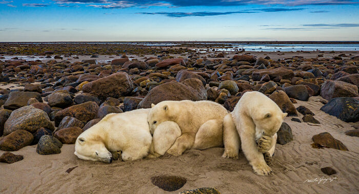 25 Breathtaking Wildlife Moments Captured By This Photographer