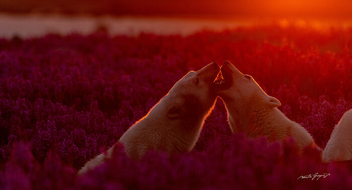 25 Breathtaking Wildlife Moments Captured By This Photographer