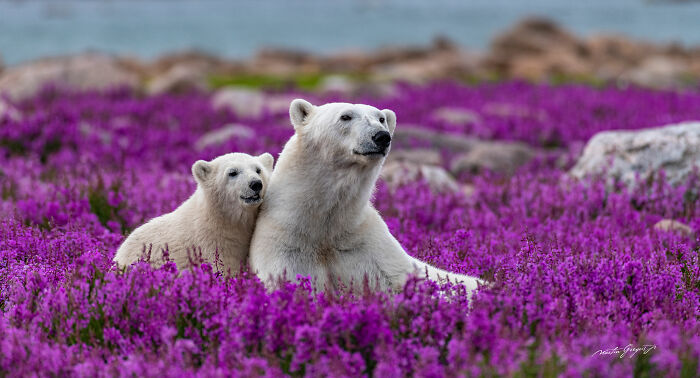 25 Breathtaking Wildlife Moments Captured By This Photographer