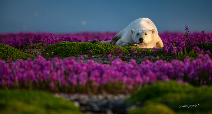 25 Breathtaking Wildlife Moments Captured By This Photographer