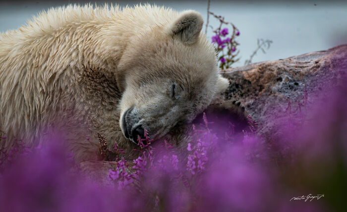 25 Breathtaking Wildlife Moments Captured By This Photographer