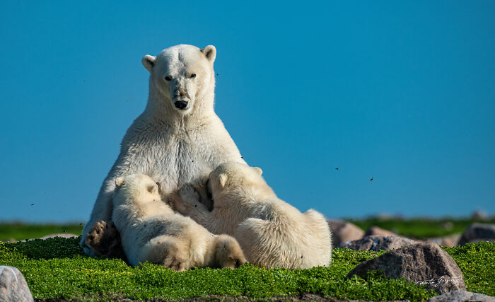 25 Breathtaking Wildlife Moments Captured By This Photographer