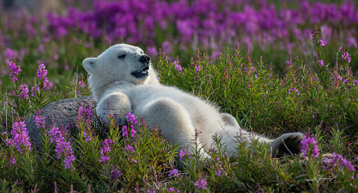 25 Breathtaking Wildlife Moments Captured By This Photographer