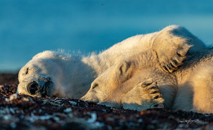 25 Breathtaking Wildlife Moments Captured By This Photographer