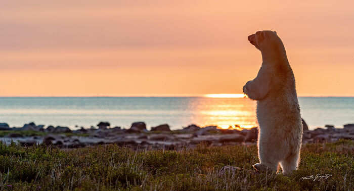 25 Breathtaking Wildlife Moments Captured By This Photographer