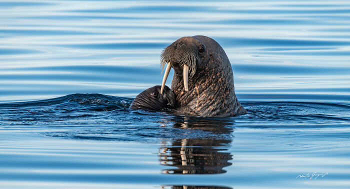 25 Breathtaking Wildlife Moments Captured By This Photographer