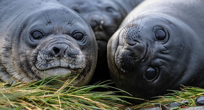 25 Breathtaking Wildlife Moments Captured By This Photographer