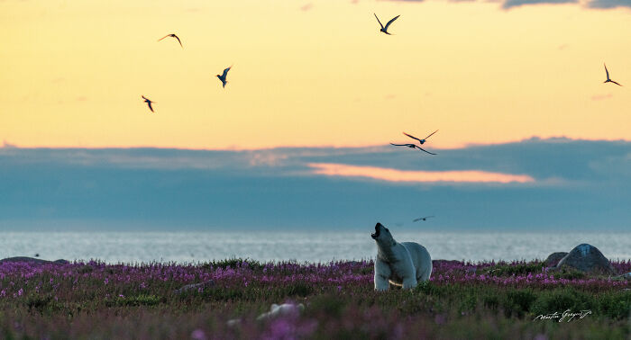 25 Breathtaking Wildlife Moments Captured By This Photographer