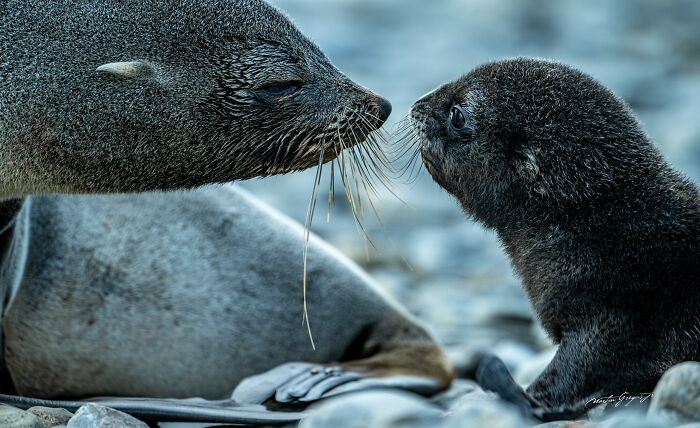 25 Breathtaking Wildlife Moments Captured By This Photographer