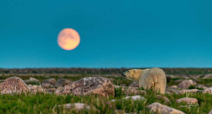 25 Breathtaking Wildlife Moments Captured By This Photographer