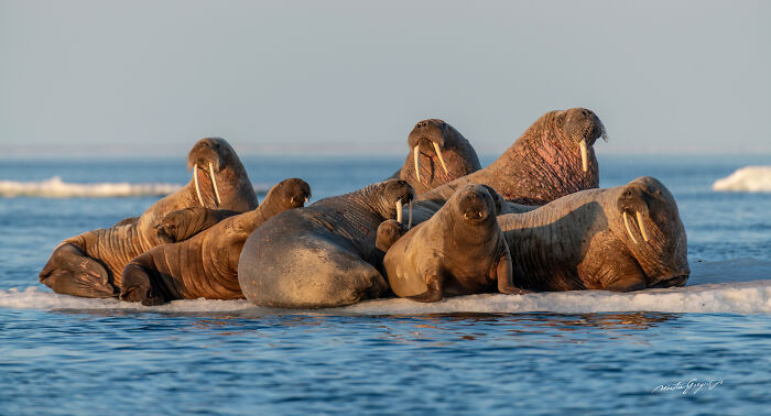 25 Breathtaking Wildlife Moments Captured By This Photographer