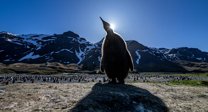 25 Breathtaking Wildlife Moments Captured By This Photographer
