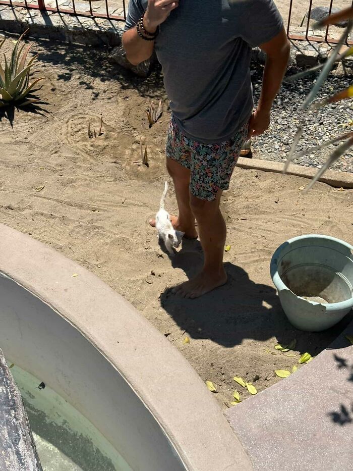 This Guy Thought He Was A &ldquo;Dog Person&rdquo; Until Rescue Kitten Lilo Changed His Mind