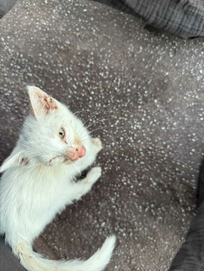 This Guy Thought He Was A &ldquo;Dog Person&rdquo; Until Rescue Kitten Lilo Changed His Mind