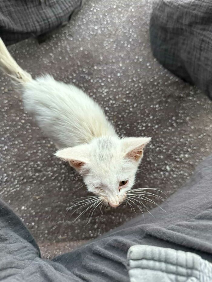 This Guy Thought He Was A &ldquo;Dog Person&rdquo; Until Rescue Kitten Lilo Changed His Mind