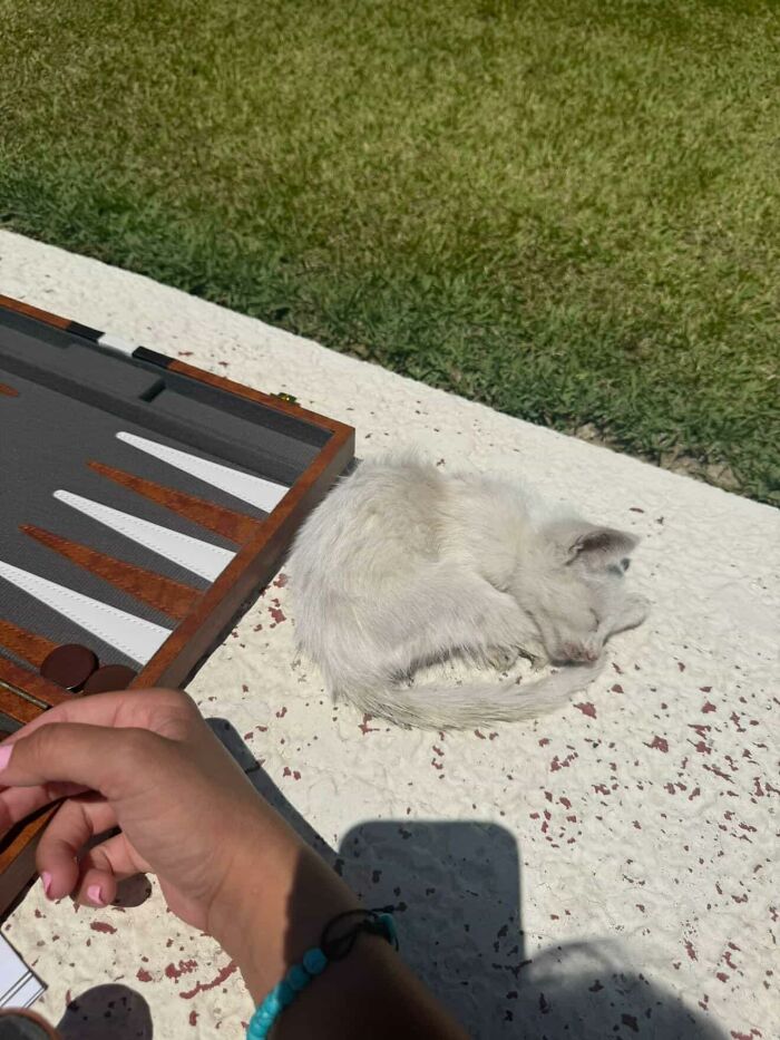 This Guy Thought He Was A &ldquo;Dog Person&rdquo; Until Rescue Kitten Lilo Changed His Mind