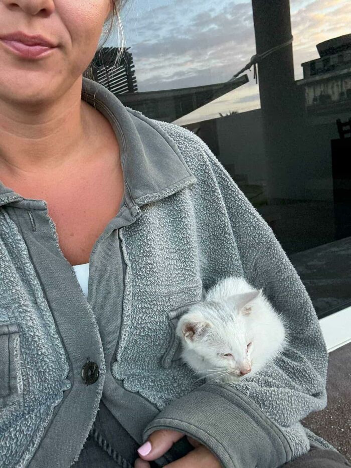 This Guy Thought He Was A &ldquo;Dog Person&rdquo; Until Rescue Kitten Lilo Changed His Mind