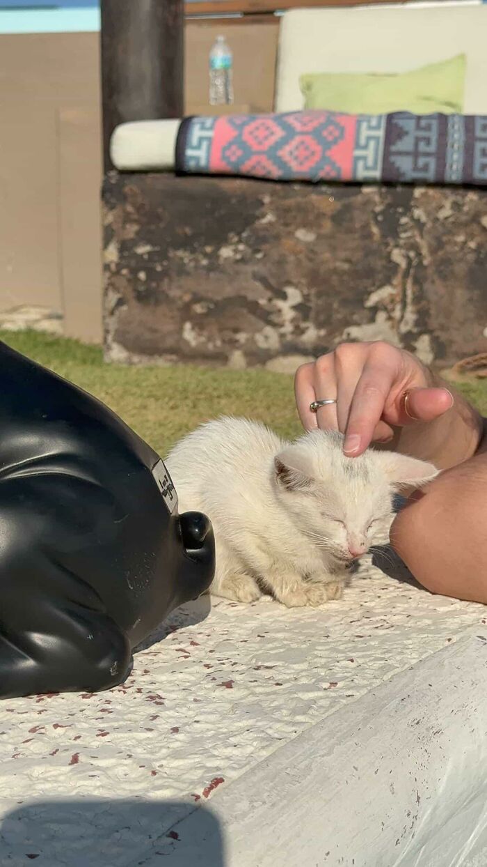 This Guy Thought He Was A &ldquo;Dog Person&rdquo; Until Rescue Kitten Lilo Changed His Mind