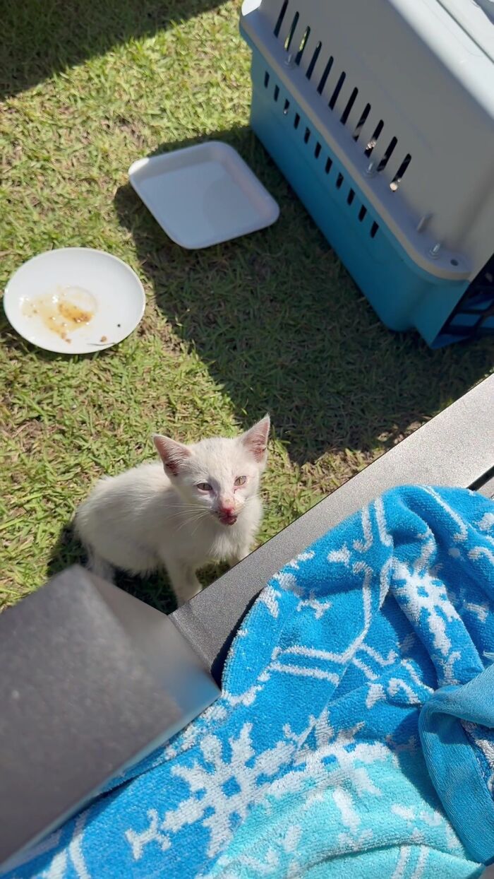 This Guy Thought He Was A &ldquo;Dog Person&rdquo; Until Rescue Kitten Lilo Changed His Mind