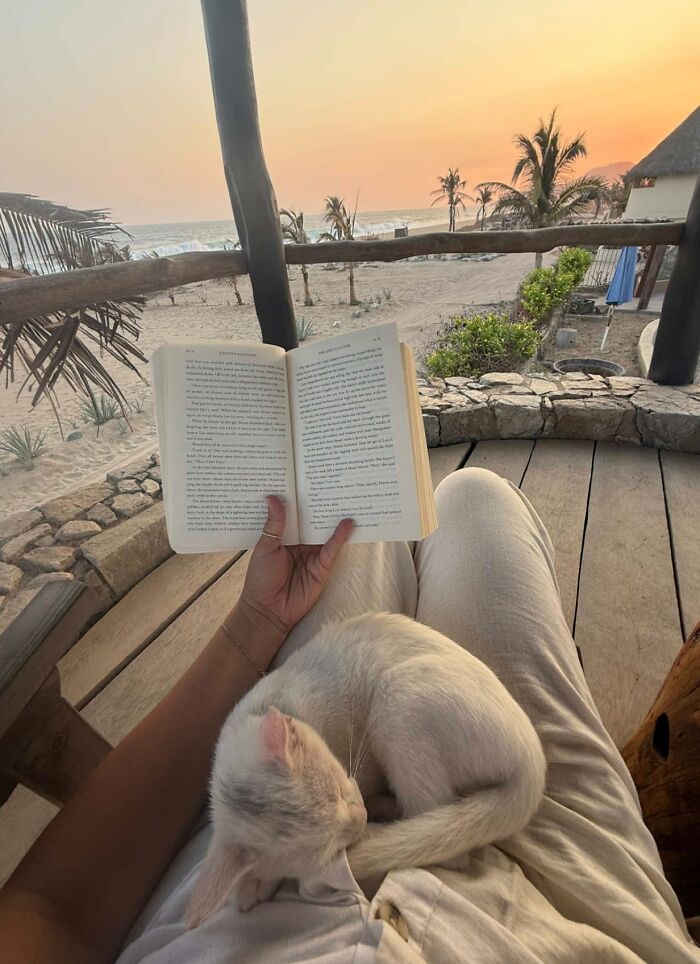 This Guy Thought He Was A &ldquo;Dog Person&rdquo; Until Rescue Kitten Lilo Changed His Mind