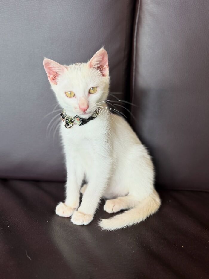 This Guy Thought He Was A &ldquo;Dog Person&rdquo; Until Rescue Kitten Lilo Changed His Mind