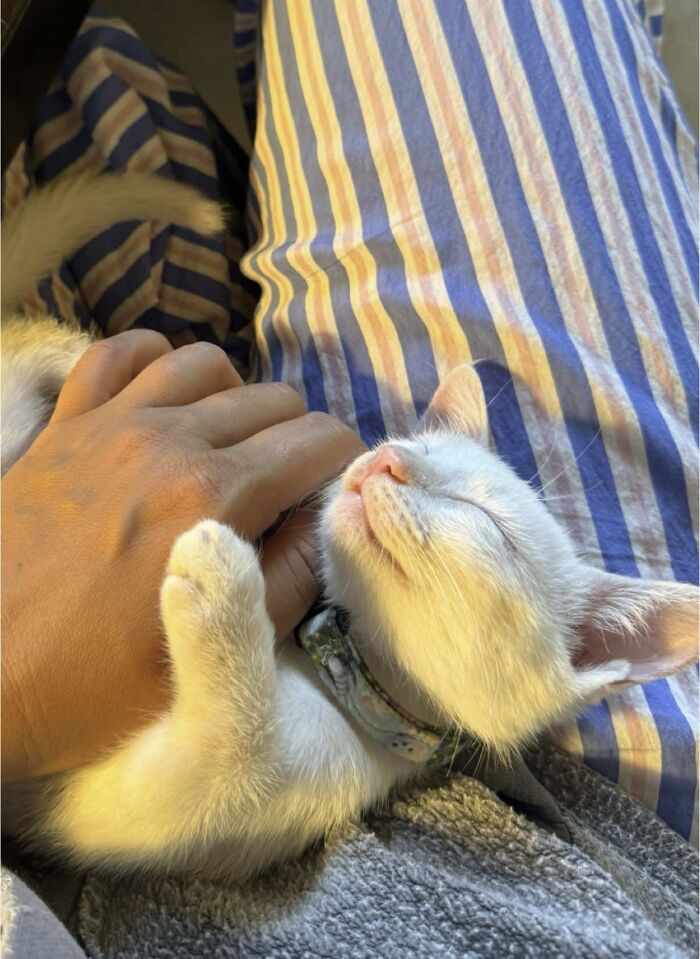 This Guy Thought He Was A &ldquo;Dog Person&rdquo; Until Rescue Kitten Lilo Changed His Mind