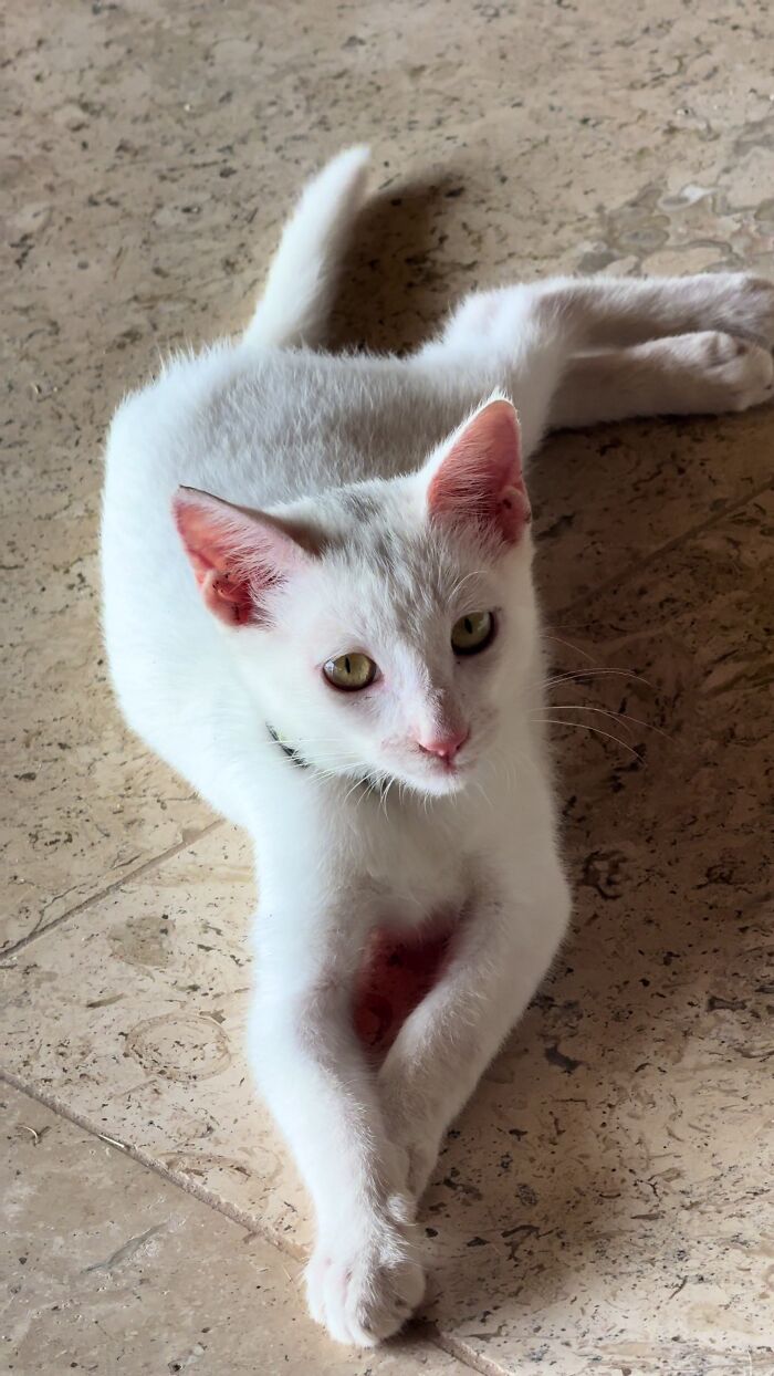 This Guy Thought He Was A &ldquo;Dog Person&rdquo; Until Rescue Kitten Lilo Changed His Mind