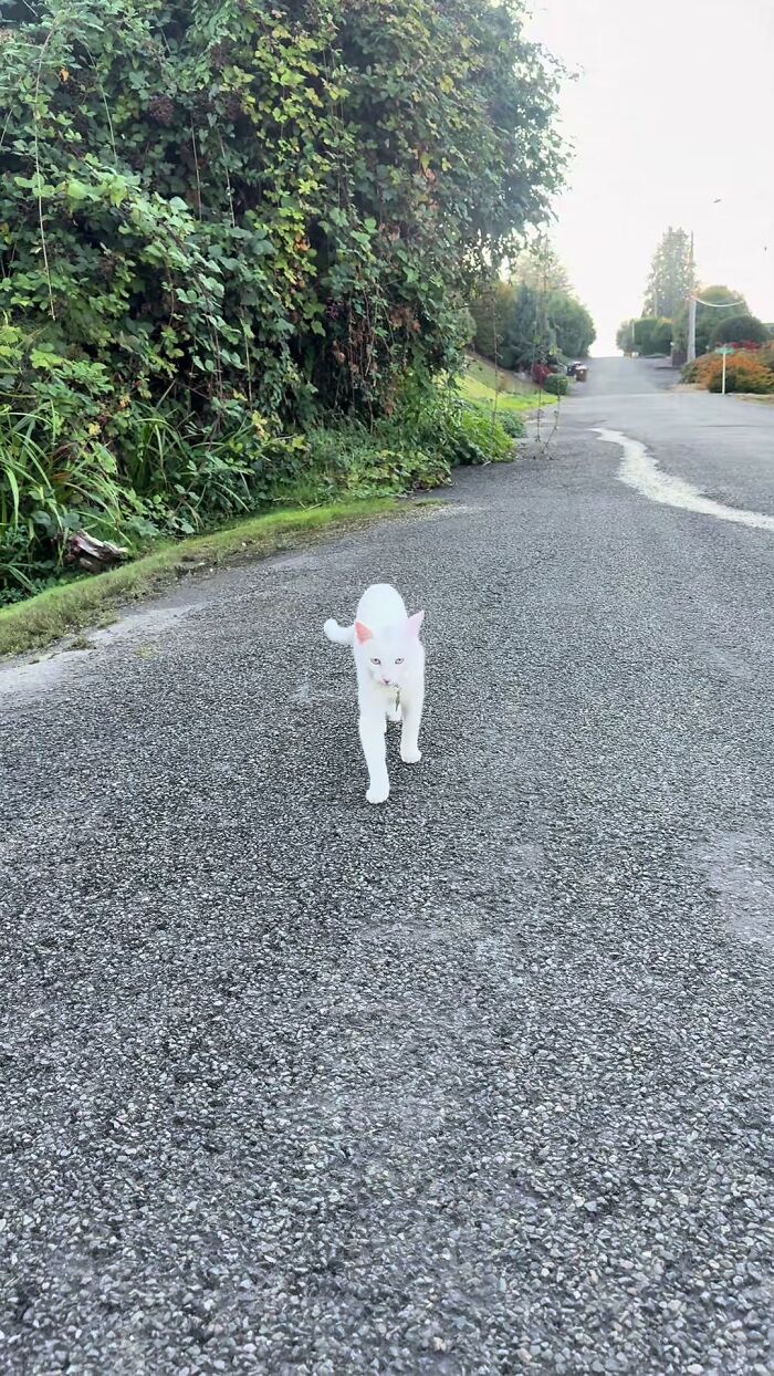 This Guy Thought He Was A &ldquo;Dog Person&rdquo; Until Rescue Kitten Lilo Changed His Mind