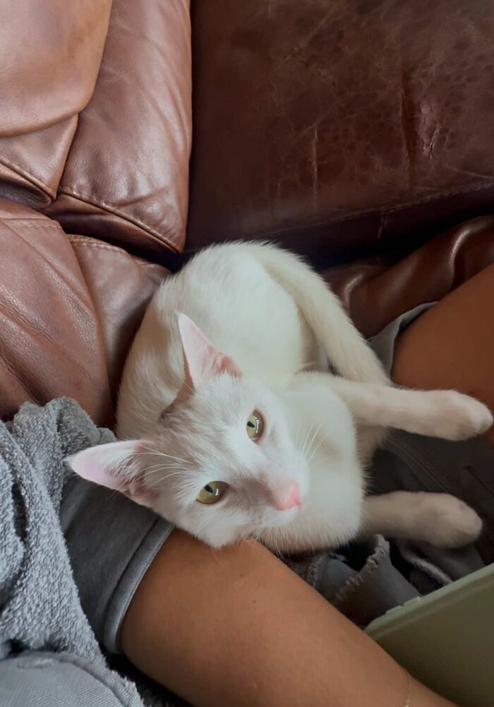 This Guy Thought He Was A &ldquo;Dog Person&rdquo; Until Rescue Kitten Lilo Changed His Mind