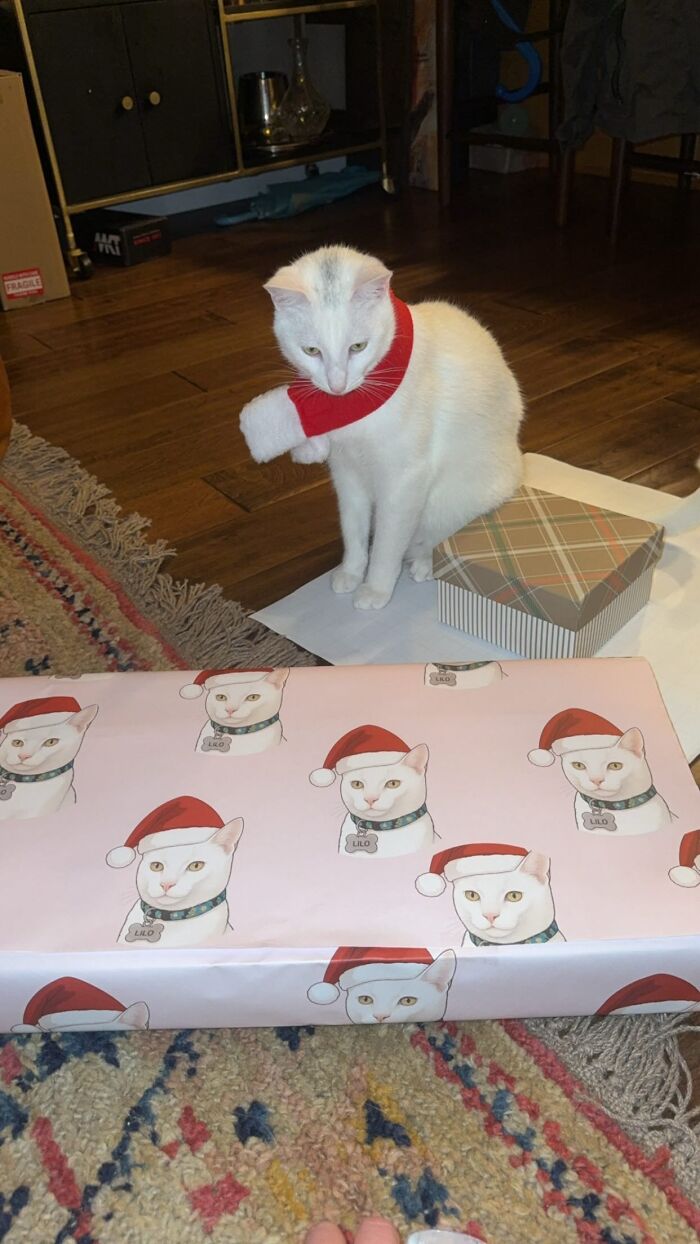 This Guy Thought He Was A &ldquo;Dog Person&rdquo; Until Rescue Kitten Lilo Changed His Mind