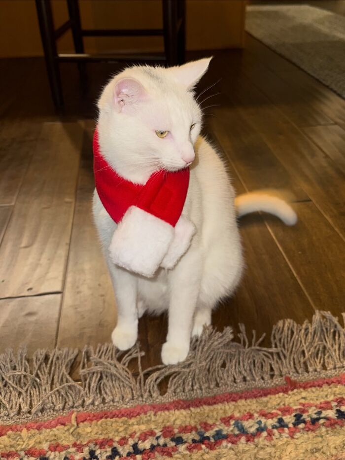 This Guy Thought He Was A &ldquo;Dog Person&rdquo; Until Rescue Kitten Lilo Changed His Mind