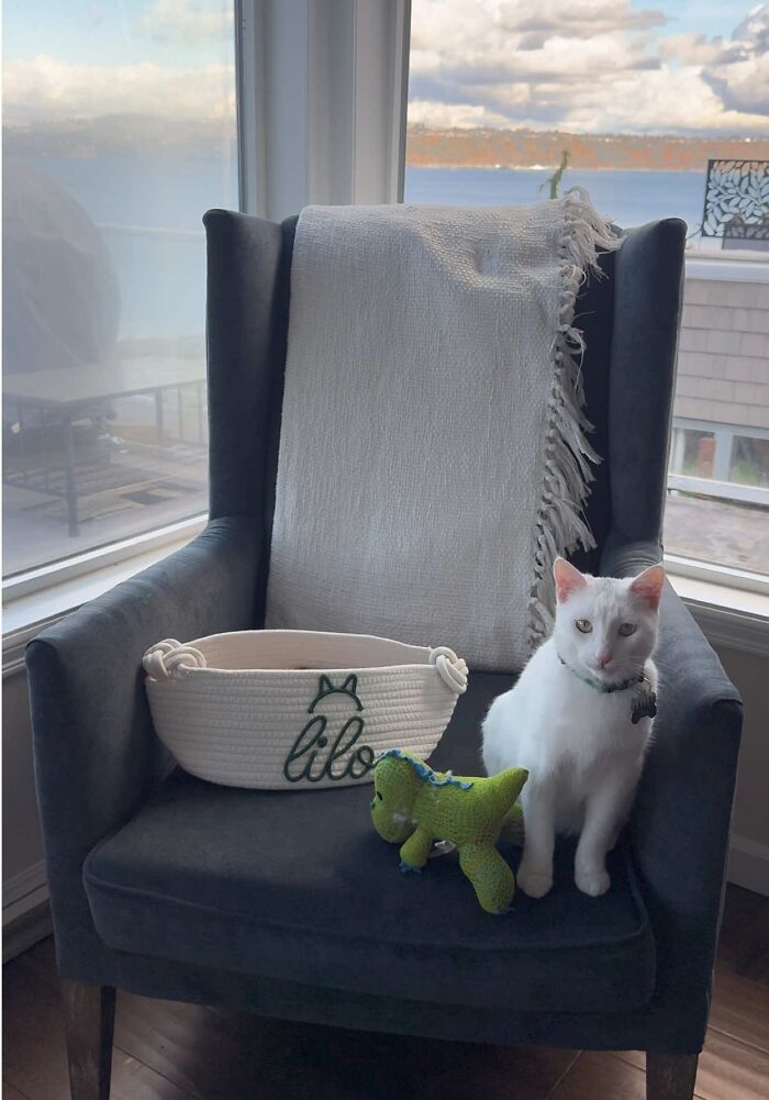 This Guy Thought He Was A &ldquo;Dog Person&rdquo; Until Rescue Kitten Lilo Changed His Mind