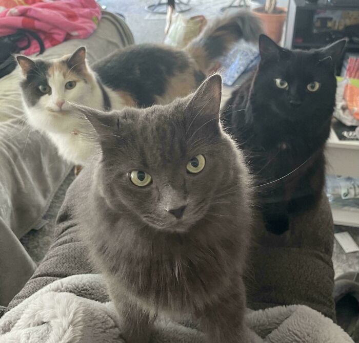 “What Are These Board Directors Thinking?”: 117 Hilarious Pics Of Cats Gathering Together