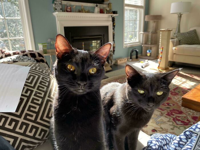 “What Are These Board Directors Thinking?”: 117 Hilarious Pics Of Cats Gathering Together