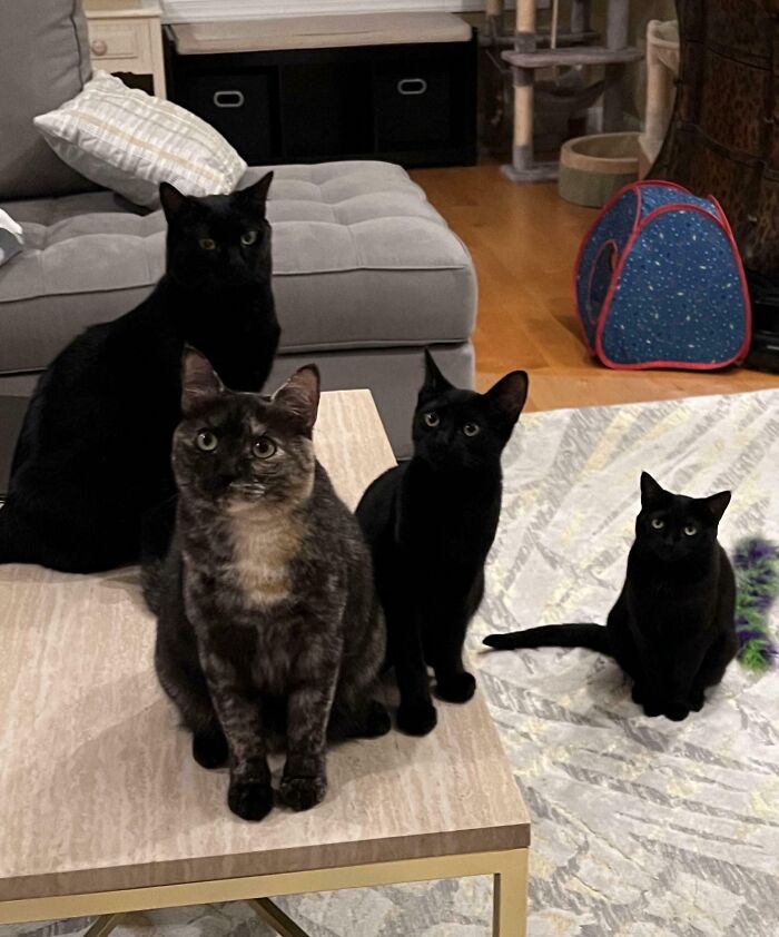 “What Are These Board Directors Thinking?”: 117 Hilarious Pics Of Cats Gathering Together