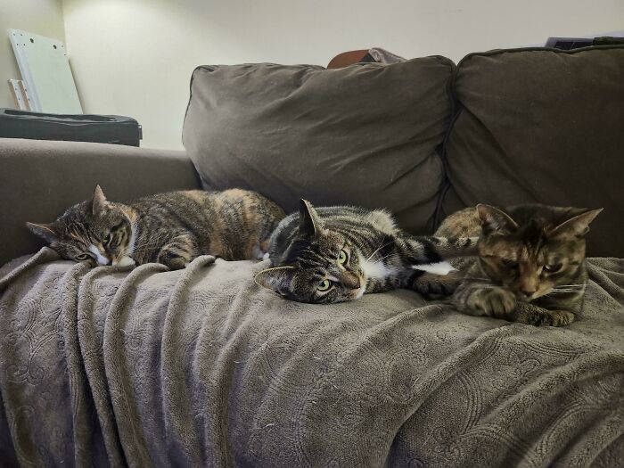 “What Are These Board Directors Thinking?”: 117 Hilarious Pics Of Cats Gathering Together