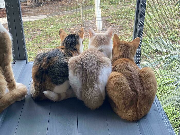 “What Are These Board Directors Thinking?”: 117 Hilarious Pics Of Cats Gathering Together